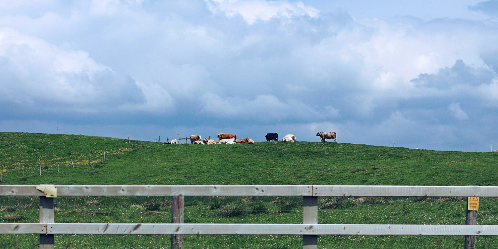 What’s the Difference between Irish Butter and American Butter?